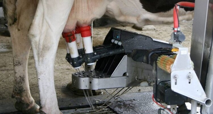3 Key Benefits of Using a Milking Robot on a Dairy Farm