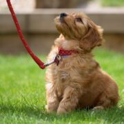 Teaching Your New Puppy to Walk on a Leash
