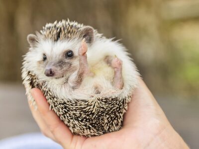 Why Hedgehogs Make For A Great Pet