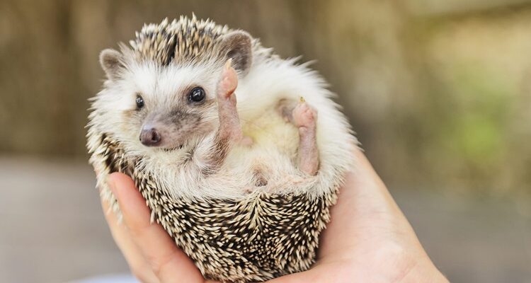 Why Hedgehogs Make For A Great Pet