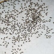 Can Having Ants in Your House