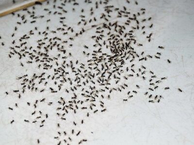 Can Having Ants in Your House