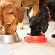 Homemade dog food could save your pup’s life