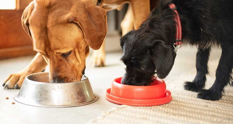 Homemade dog food could save your pup’s life