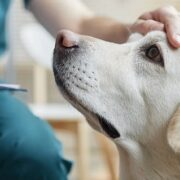 Choosing the Right Pets Insurance: A Complete Guide for Pet Owners Pets Insurance