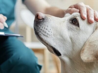 Pets Insurance