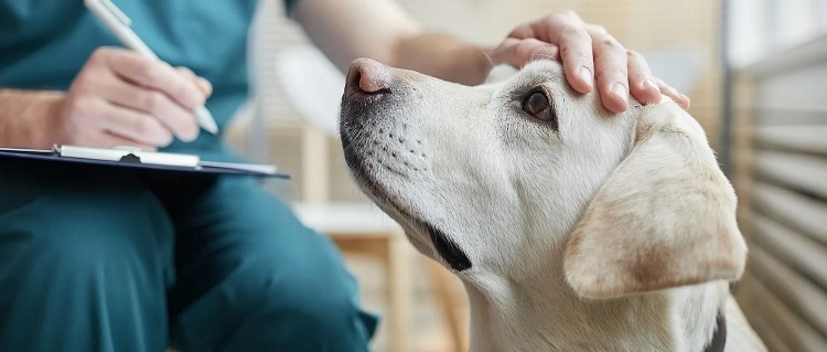 Choosing the Right Pets Insurance: A Complete Guide for Pet Owners Pets Insurance